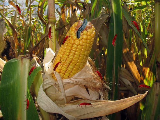Corn on the Menu