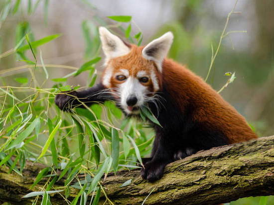 Bamboo Fox
