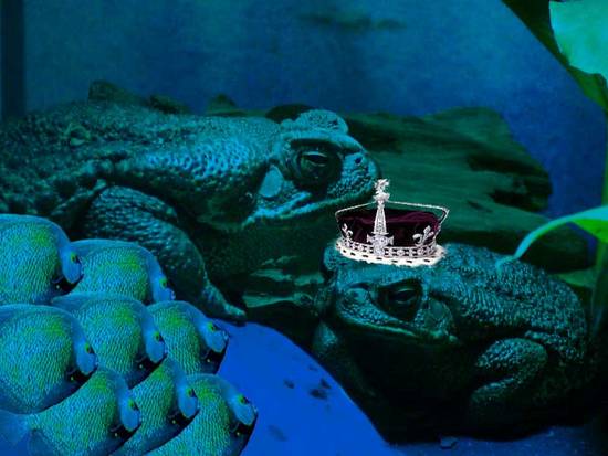 all eyes on king toad