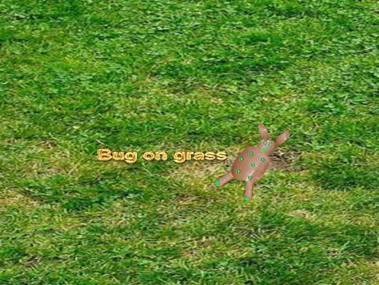 Bug on grass