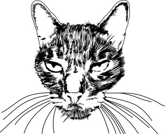 illustrated cat