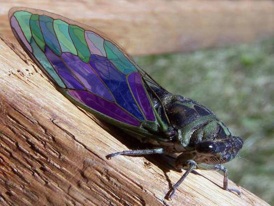 Stained glass fly