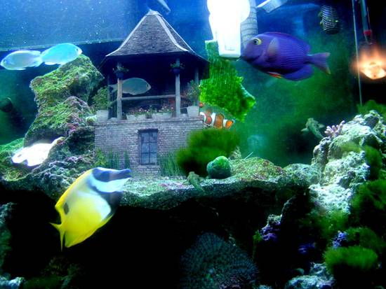 Tranquil Aquarium