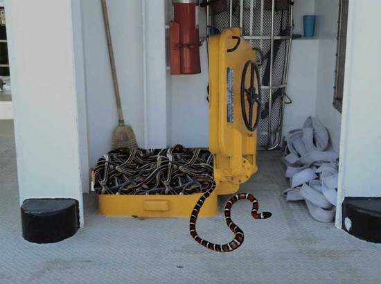 snakes on a ferry