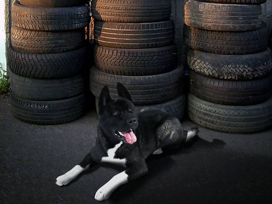 Dog tyred