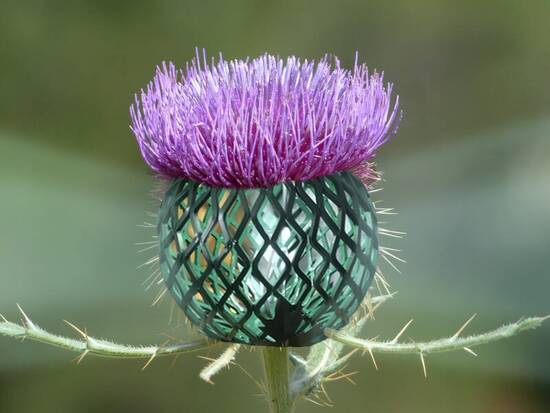 Thistle lamp