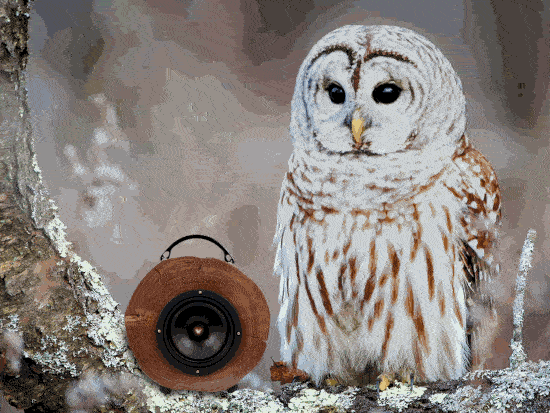 Club Hooter - gif