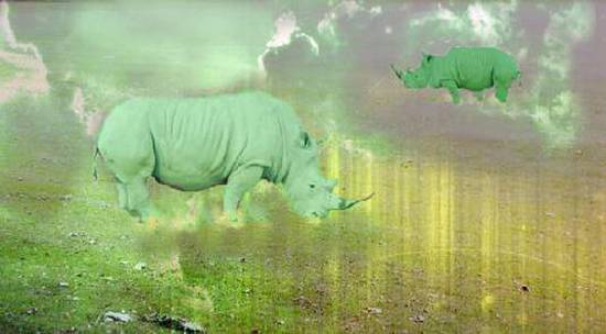 Go Green Rhino