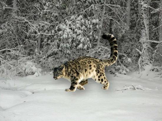 Snow Leopard!