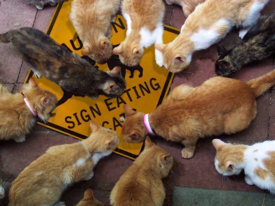 Sign Eating Cats