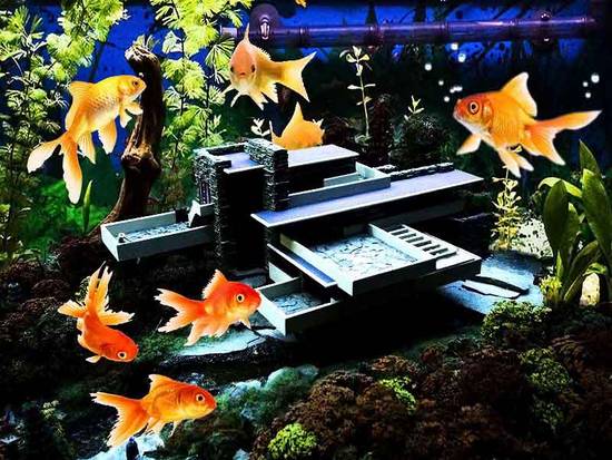 Golden fish aquarium