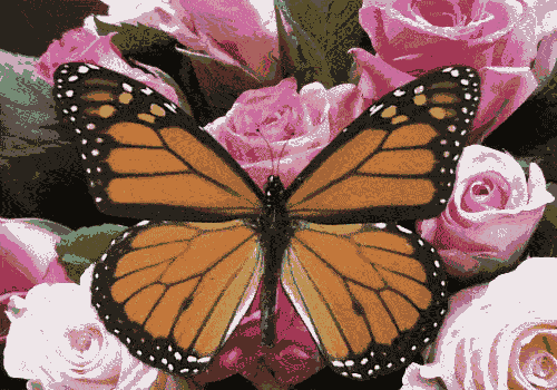 Rose Butterfly - GIF