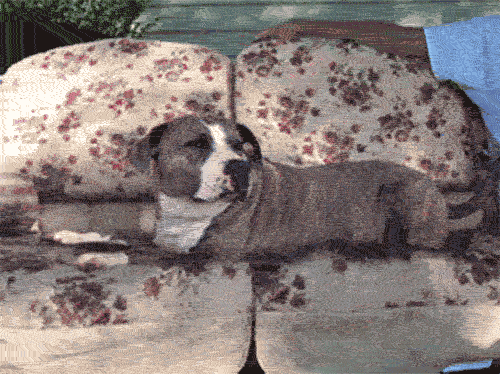 DogEatingCouch_gif