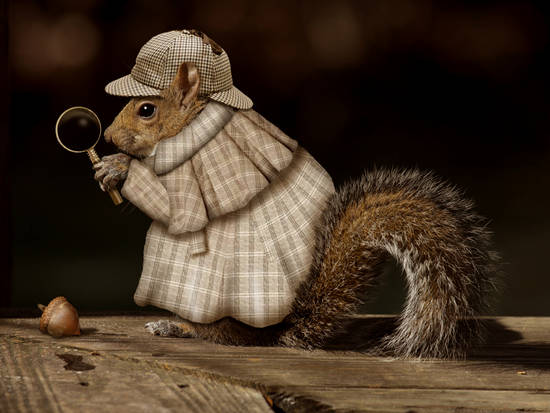 Squirrelock Holmes