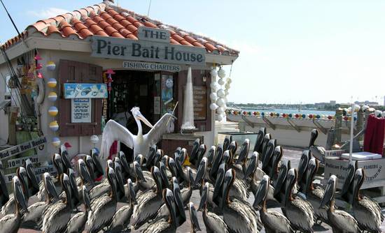 pelican choir upd
