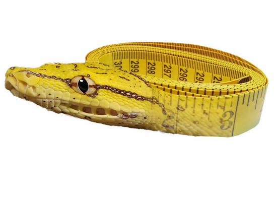 Measuring in snakes