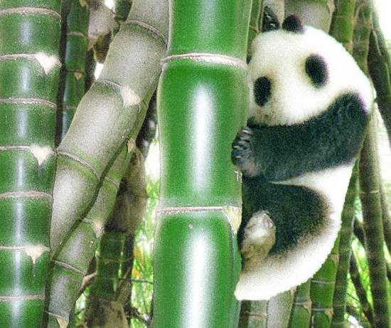 Who Loves Bamboos?
