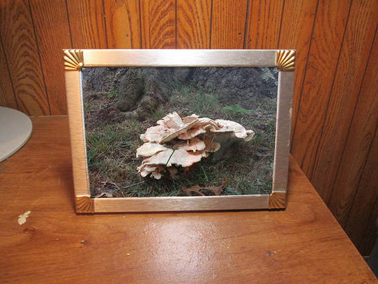 Framed Mushroom