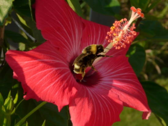 Bumble on Hibiscus