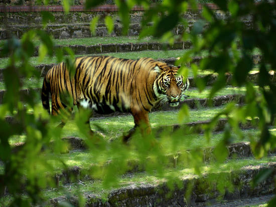 Tiger Spotting
