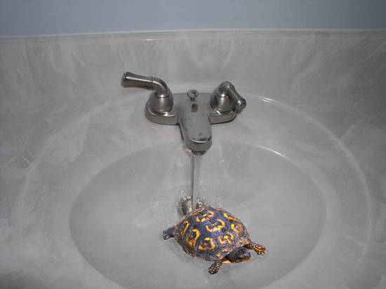 Pet Turtle!
