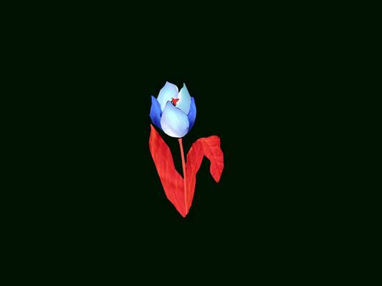 tulip drop of flame
