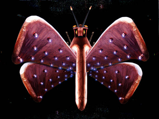 Exotic Moth