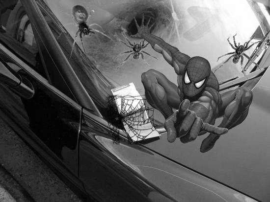 spider in a car