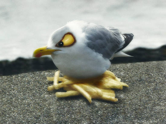 Angry Gull