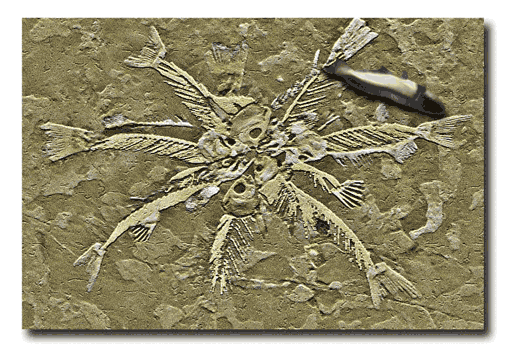 River Fossil Gif