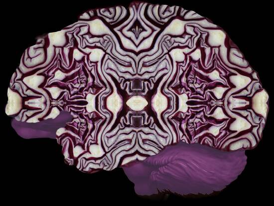 Brain