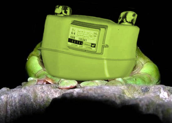meter frog