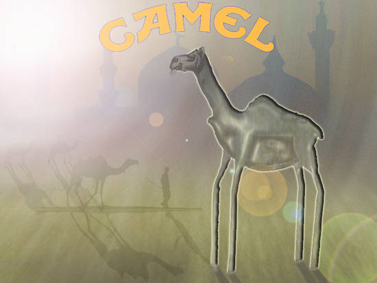 camel silver pack