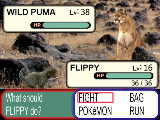 Flippy vs Wild Puma