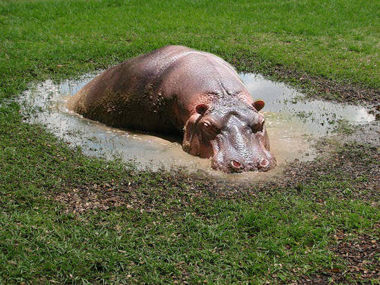 Hippo hole