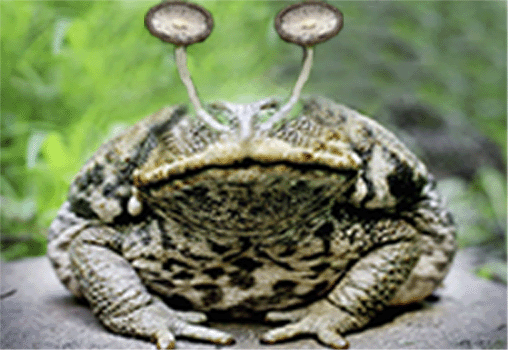 alien Frog