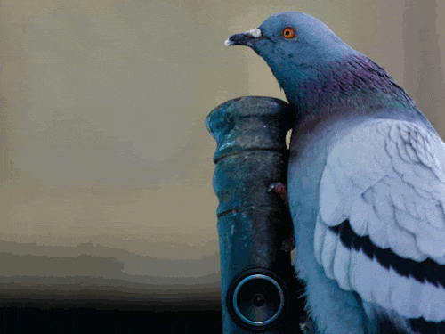 Party Pigeon - gif