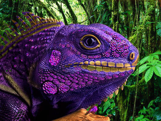 Purple Rainbow Iguana