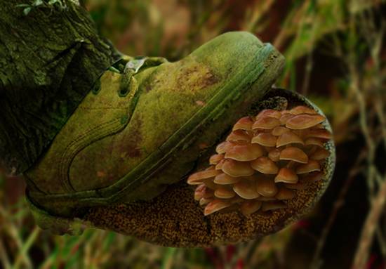The shoe of nature