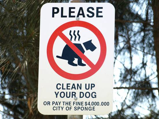 clean your dog