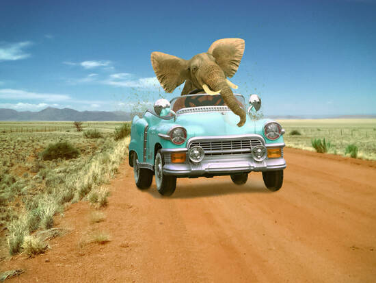 An elephant in the car