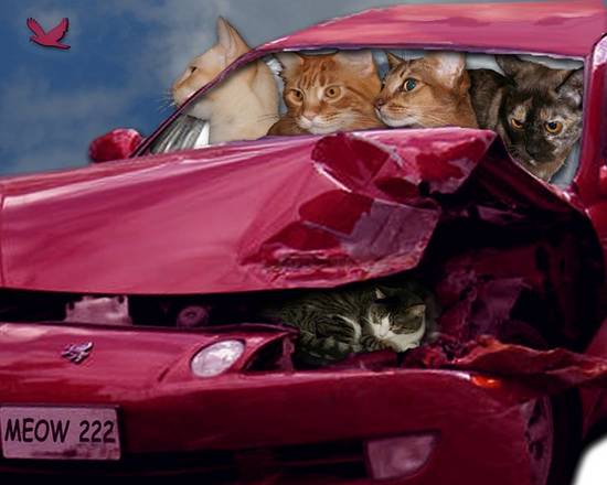 Cats in Car