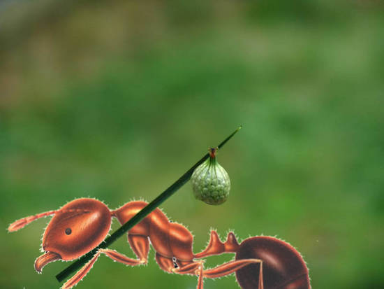 Hobo Ant