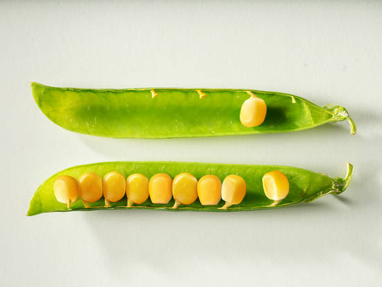 GMO Corn in a Pod
