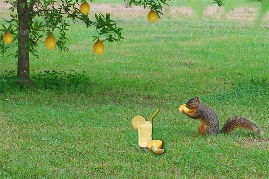 Lemons!! Who Needs Nuts?