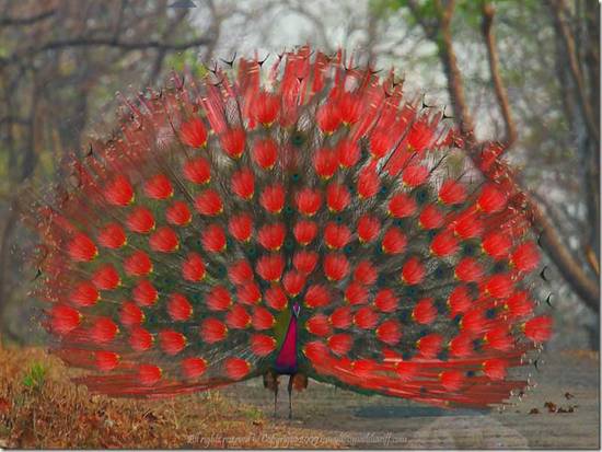 Peacock in Red