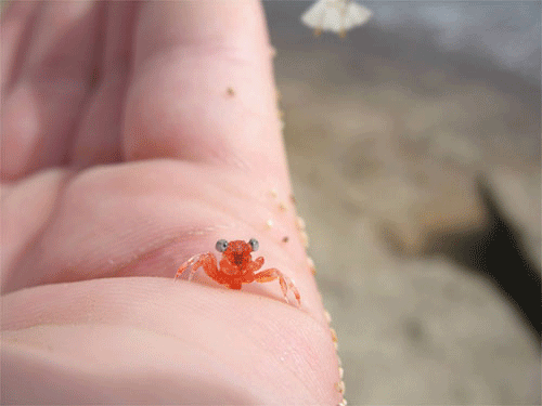 Scared to death crab...