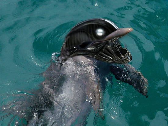 Alien vs Flipper