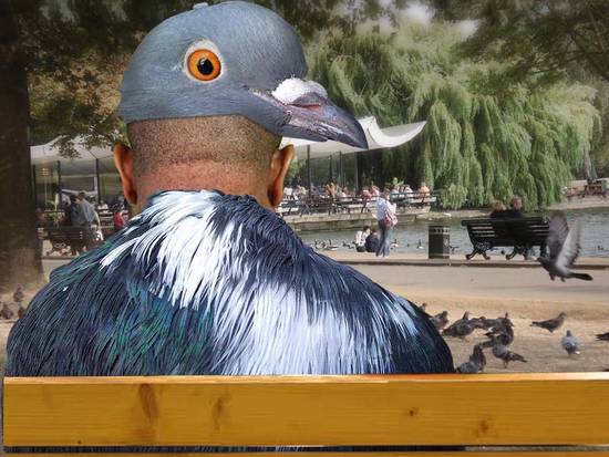 Bird Man Of Pigeon Park