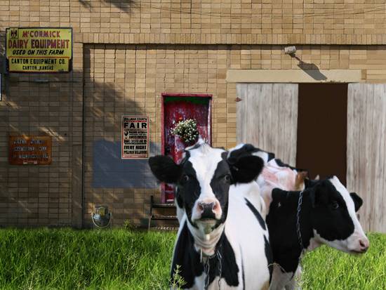 Who Let The Cows Out